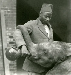 Jeune éléphant africain Kiberenge buvant donné par Darisha tandis que Syed Ali regarde en arrière-plan, Zoo de Londres, septembre 1923